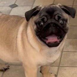 Gideon - Fawn Pug puppy in Randleman, North Carolina from Peachy Pugs