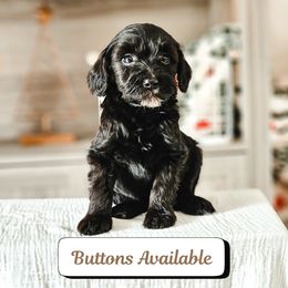 Buttons - Black male Goldendoodle puppy in Punta Gorda, Florida from Transformation Acres Goldendoodle