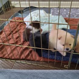 Pomeranian Puppies from Merri's Pom's