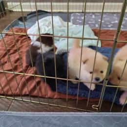 Pomeranian Puppies from Merri's Pom's