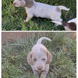 Talon - Fawn (isabella) and tan male Dachshund puppy in Sacramento, California from Family and Farm Friendly Dachshund