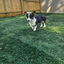 Prada - Blue female Pembroke Welsh Corgi puppy in De Witt, Arkansas from Western Plains Kennel