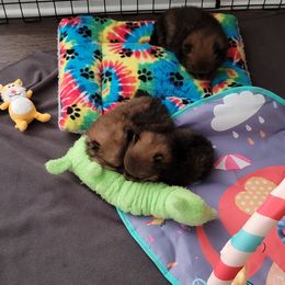 Pomeranian Puppies from Gypsy Poms