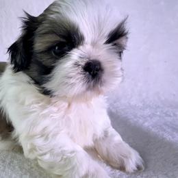 Pumpkin - Gold and white male Shih Tzu puppy in Winston Salem, North Carolina from Little Miracles Shih Tzu