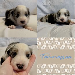 Australian Shepherd Puppies from Ellie Mae Aussies