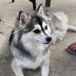 Tess - Pomsky