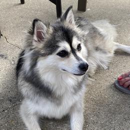 Tess - Pomsky