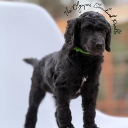 Keir - Black male Poodle puppy in Spring Hills, Florida from The Olympus Standard Poodle
