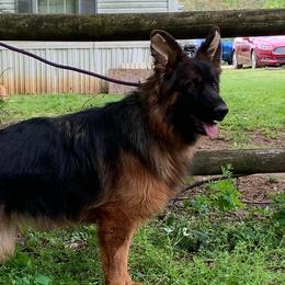 Juno - German Shepherd