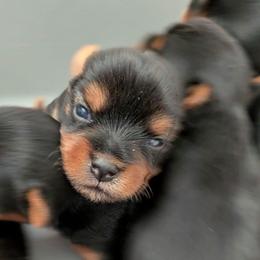 Phil - Black and gold male Yorkshire Terrier puppy in Gatesville, Texas from KontryKritterz Yorkies