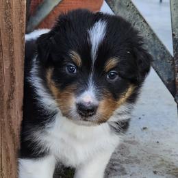 Boy 3 - Black tri-color Australian Shepherd puppy in Trinidad, Colorado from Prairie Feather Farm