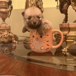 Alina - Orange female Pomeranian puppy in Naples, Florida from 🤎 Dreaming Puppies 🐶