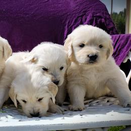Golden Retriever Puppies from Rosehaven Homestead
