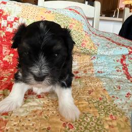 Vincent - Black and white male Havanese puppy in Apopka, Florida from Dunhill Havanese