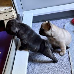 American Bully and French Bulldog Puppies from Bolt Action Kennel