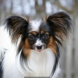 Moya Dushka - Papillon