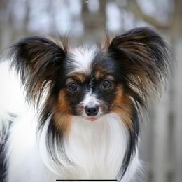 Moya Dushka - Papillon
