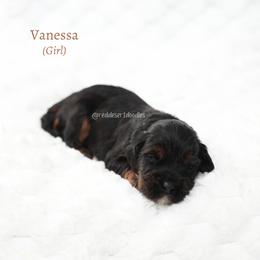 Vanessa - Black female Australian Labradoodle puppy in Hurricane, Utah from Red Desert Doodles