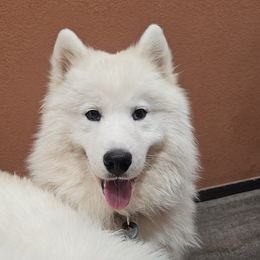 Tundra - Samoyed
