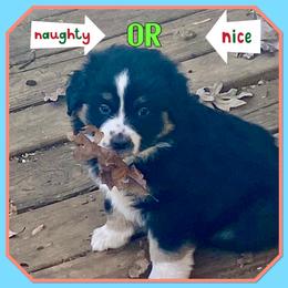 Spicy - Black tri female Miniature American Shepherd puppy in Harmony, North Carolina from Carolina Pride Aussies
