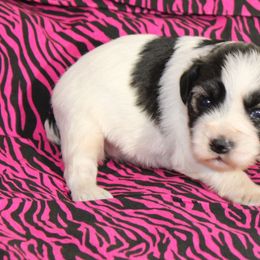 Louisanna - Parti female Miniature Schnauzer puppy in Lufkin, Texas from Texas Lil Cowdogs