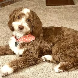 Gracie - Goldendoodle