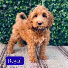 Royal - Caramel male Australian Labradoodle puppy in Hartshorne, Oklahoma from Jena Edmond