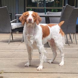 Ticky - Brittany
