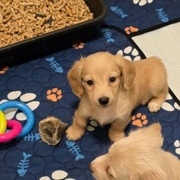 Sarah 3500 - Cream female Dachshund puppy in Gatesville, Texas from CJ's Dach Dynasty