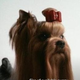 Sire - Yorkshire Terrier