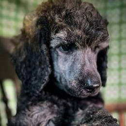 Marty - Silver male Poodle puppy in Greenville, North Carolina from Grace Poodles