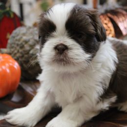 Maple Creme Latte - Shih Tzu puppy from PAWSitive Breeders of the Carolinas