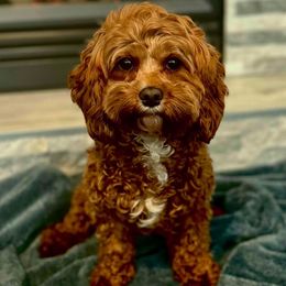 Mazie - Cavapoo