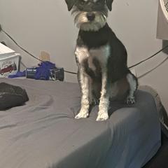 Miniature Schnauzer All Grown Up from Southern Charm Schnauzers
