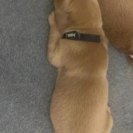 Boy 1 - Dark golden Golden Retriever puppy in Bend, Oregon from Goldens of Bend Oregon