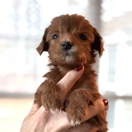 Red Collar Male - Red  male Goldendoodle puppy in Greer, South Carolina from Blue Ridge Goldens