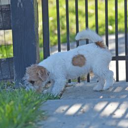 Tay Tay - White and tan female Russell Terrier puppy in Middletown, Virginia from DBF Russell Terriers