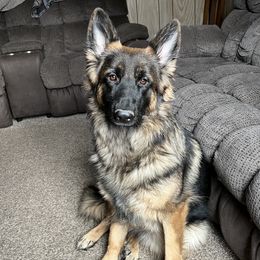 Rouge - German Shepherd