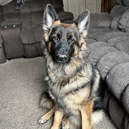 Rouge - German Shepherd