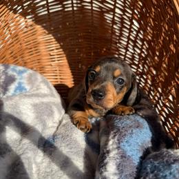 Nate - Dapple male Dachshund puppy in Pontotoc, Mississippi from Toddy Kennels