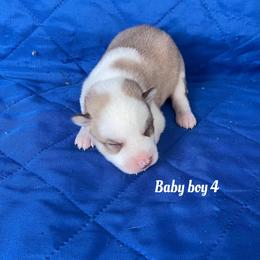 Baby boy 4 - Sable and white male Siberian Husky puppy in Ocala, Florida from Florida Husky Puppies