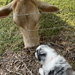 Miniature Australian Shepherd Puppies from Peace Creek Aussies