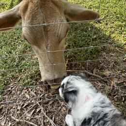 Miniature Australian Shepherd Puppies from Peace Creek Aussies