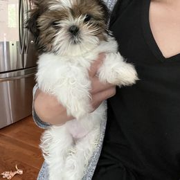 "From previous litter" Shih Tzu Puppies from Between The Creeks Farmstead