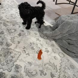 Cavapoo, Cockapoo, Maltipoo, and Poodle Puppies from Heavenly Puppies to Love