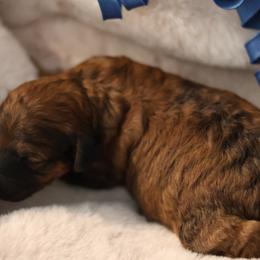 Romeo - Sable male Goldendoodle puppy in Forney, Texas from Diamond Doodle Pups and Poodles
