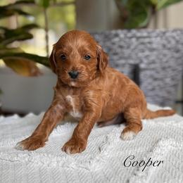 Cavapoo Puppies from Pawfect Fur Friends