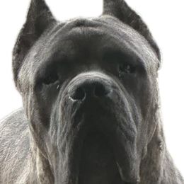 Cane Corso and French Bulldogs from Mount Olympus French Bulldogs