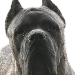 Cane Corso and French Bulldogs from Mount Olympus French Bulldogs