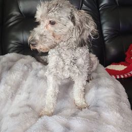 Joy - Maltipoo